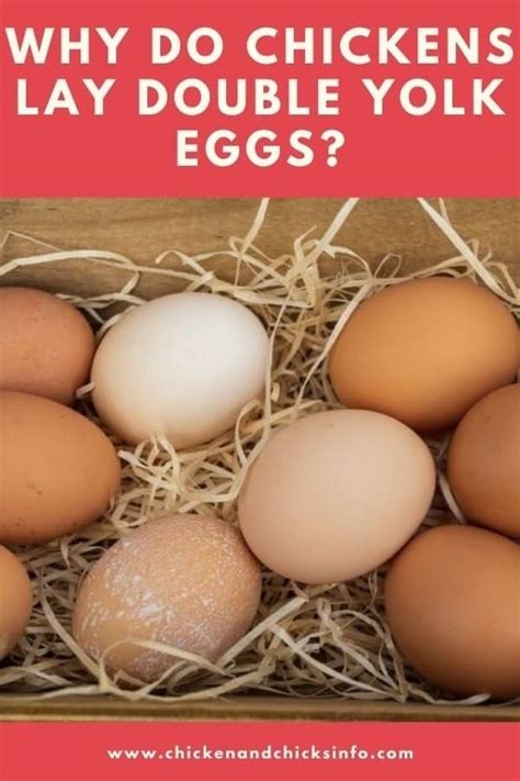 why do chickens lay double yolk eggs.